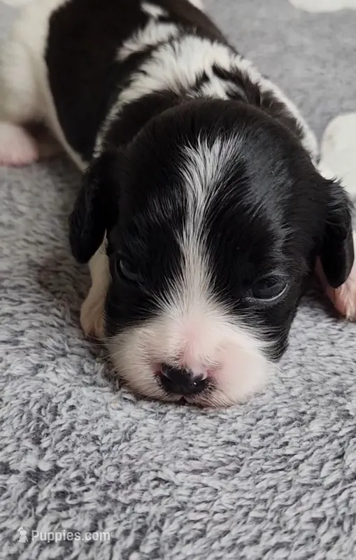 Summer – Cavalier King Charles Spaniel, Cavachon puppy for sale in Doon, IA