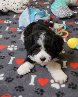 RYDER, a male Cavalier King Charles Spaniel and Cavachon for sale in Doon, IA – 6 of 7