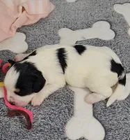 TESSA  AVAIL. OCT 20., a female Cavachon for sale in Doon, IA – 5 of 6