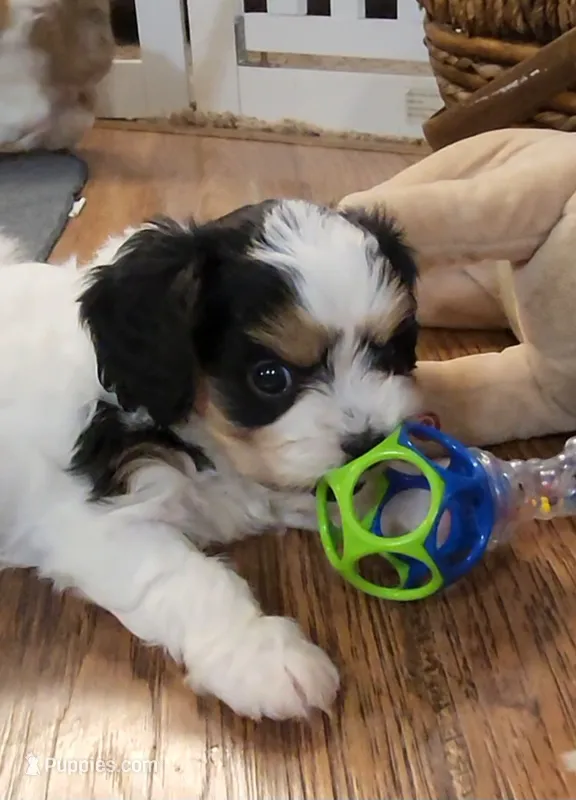 Dodger – Cavalier King Charles Spaniel, Cavachon puppy for sale in Doon, IA