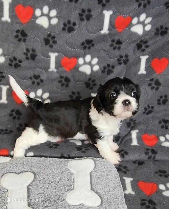 Serna – Cavalier King Charles Spaniel, Cavachon puppy for sale in Doon, IA