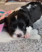 Serna, a female Cavalier King Charles Spaniel and Cavachon for sale in Doon, IA – 4 of 5