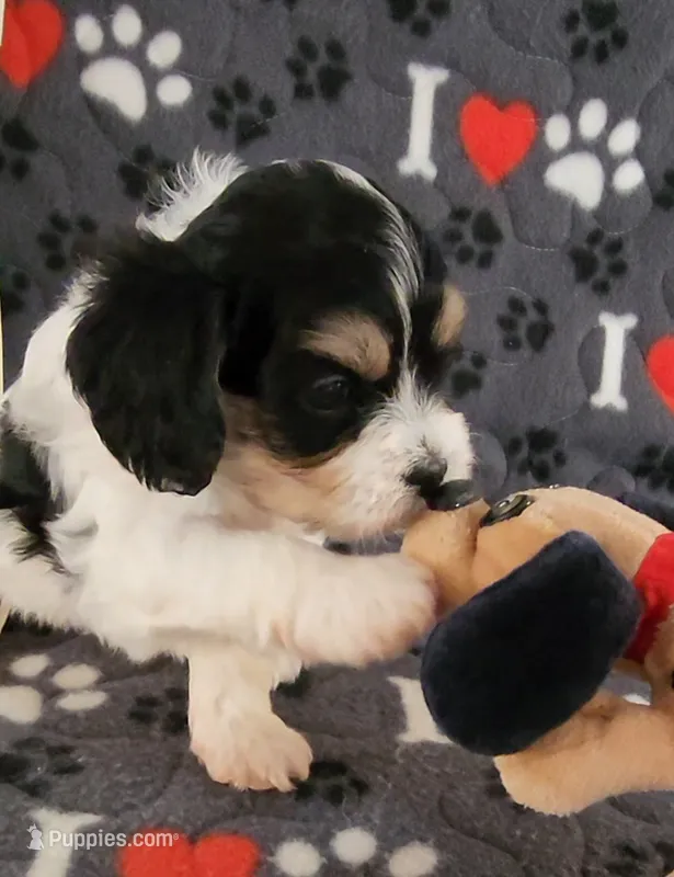 Chloe – Cavalier King Charles Spaniel, Cavachon puppy for sale in Doon, IA