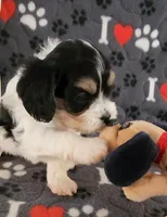 Chloe, a female Cavalier King Charles Spaniel and Cavachon for sale in Doon, IA – 1 of 8
