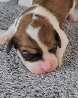 CEDER, a male Cavachon for sale in Doon, IA – Photo 2 of 5