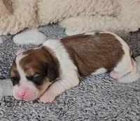 CEDER, a male Cavachon for sale in Doon, IA – Photo 4 of 5