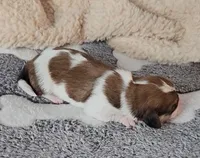 CEDER, a male Cavachon for sale in Doon, IA – Photo 3 of 5