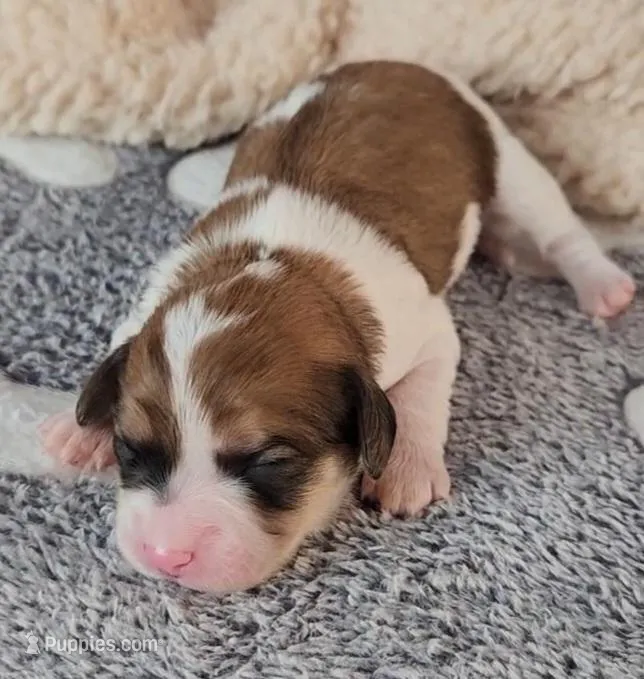 CEDER – Cavachon puppy for sale in Doon, IA