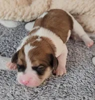 CEDER, a male Cavachon for sale in Doon, IA – Photo 1 of 5