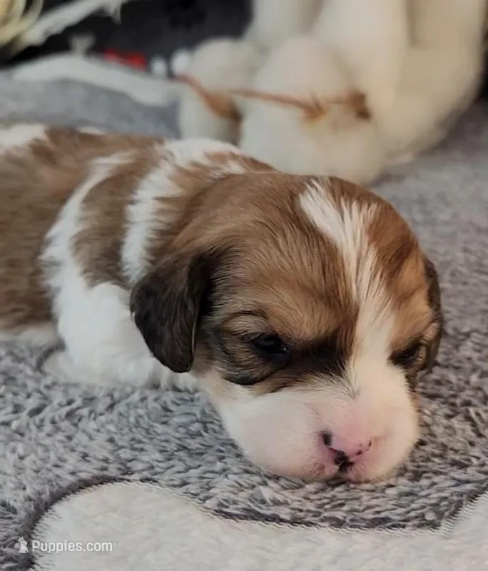 CEDER – Cavachon puppy for sale in Doon, IA