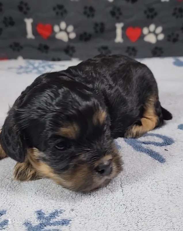 Beau, a male Cavalier King Charles Spaniel and Cavachon for sale in Doon, IA – 1 of 3