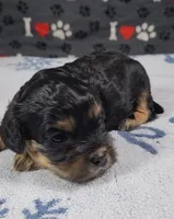 Beau, a male Cavalier King Charles Spaniel and Cavachon for sale in Doon, IA – 1 of 3