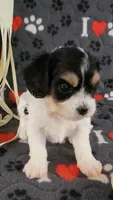 Chloe, a female Cavalier King Charles Spaniel and Cavachon for sale in Doon, IA – 6 of 8