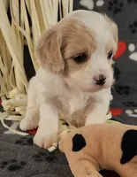 Shana, a female Cavalier King Charles Spaniel and Cavachon for sale in Doon, IA – 1 of 5