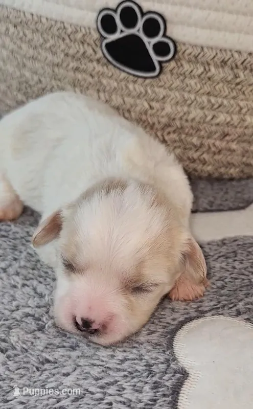 Adelina – Cavachon puppy for sale in Doon, IA