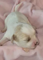Adelina, a female Cavachon for sale in Doon, IA – Photo 4 of 5