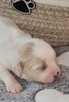 Adelina, a female Cavachon for sale in Doon, IA – Photo 3 of 5