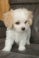 processed/9042f664-aebf-46c1-b6ff-ff72e6510598/listing/631f7a1b-8c5b-4f04-ade3-60def89e9c63/114f9576-0dc1-40df-aa93-c81c637cd303