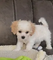 processed/9042f664-aebf-46c1-b6ff-ff72e6510598/listing/631f7a1b-8c5b-4f04-ade3-60def89e9c63/962b31cd-860b-4fe1-9004-a70ac1f26811