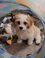 Norman, a male Cavalier King Charles Spaniel and Cavachon for sale in Doon, IA – 6 of 7