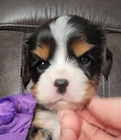 SARGEANT, a male Cavalier King Charles Spaniel for sale in Doon, IA – Photo 1 of 5