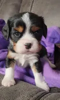 SARGEANT, a male Cavalier King Charles Spaniel for sale in Doon, IA – Photo 3 of 5