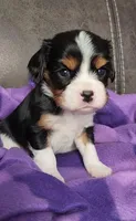 SARGEANT, a male Cavalier King Charles Spaniel for sale in Doon, IA – Photo 2 of 5