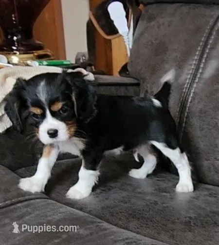 SARGEANT – Cavalier King Charles Spaniel puppy for sale in Doon, IA