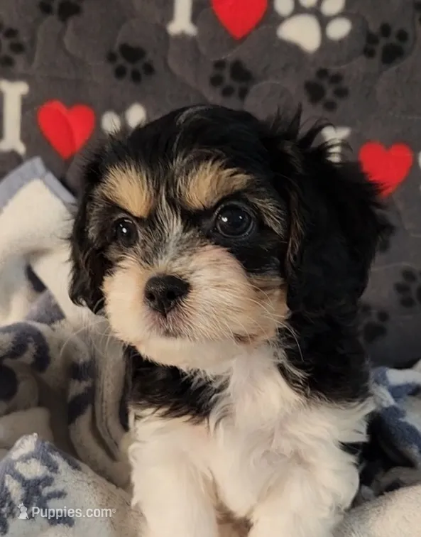 Jasmine – Cavachon puppy for sale in Doon, IA