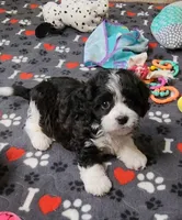RYDER, a male Cavalier King Charles Spaniel and Cavachon for sale in Doon, IA – 2 of 7