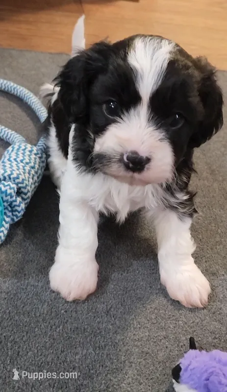 Alistair – Cavalier King Charles Spaniel, Cavachon puppy for sale in Doon, IA