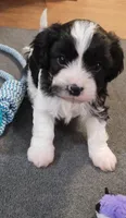Alistair, a male Cavalier King Charles Spaniel and Cavachon for sale in Doon, IA – 1 of 4