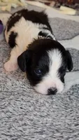 Evie, a female Cavalier King Charles Spaniel and Cavachon for sale in Doon, IA – 2 of 2