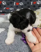 Summer, a female Cavachon for sale in Doon, IA – 5 of 7