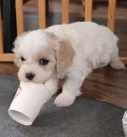 Cali, a female Cavalier King Charles Spaniel and Cavachon for sale in Doon, IA – 2 of 5