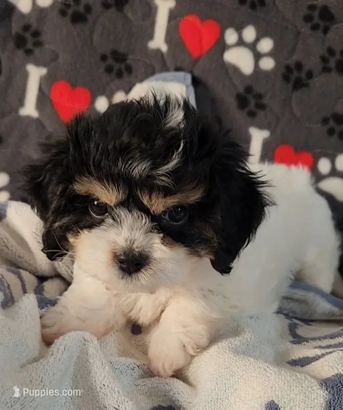 Chloe – Cavalier King Charles Spaniel, Cavachon puppy for sale in Doon, IA
