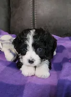 RYLDER, a male Cavalier King Charles Spaniel and Cavachon for sale in Doon, IA – 7 of 7