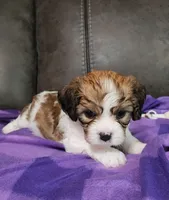WILLOW, a female Cavalier King Charles Spaniel and Cavachon for sale in Doon, IA – 4 of 6