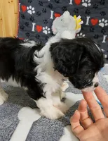 Serna, a female Cavachon for sale in Doon, IA – 6 of 6