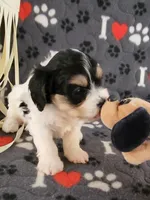 Chloe, a female Cavalier King Charles Spaniel and Cavachon for sale in Doon, IA – 4 of 8