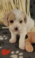 Shana, a female Cavalier King Charles Spaniel and Cavachon for sale in Doon, IA – 2 of 5