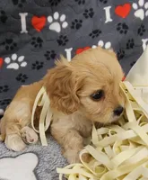 Ginger, a female Cavachon for sale in Doon, IA – 2 of 6