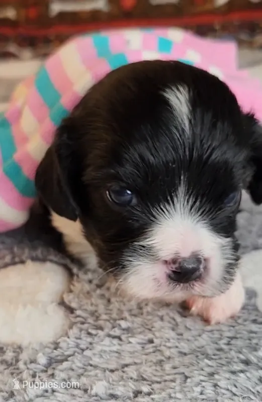 Serna – Cavalier King Charles Spaniel, Cavachon puppy for sale in Doon, IA