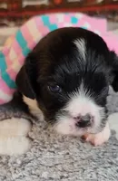 Serna, a female Cavalier King Charles Spaniel and Cavachon for sale in Doon, IA – 1 of 5