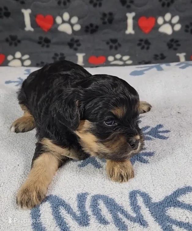 Beau – Cavalier King Charles Spaniel, Cavachon puppy for sale in Doon, IA