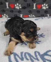 Beau, a male Cavalier King Charles Spaniel and Cavachon for sale in Doon, IA – 3 of 3