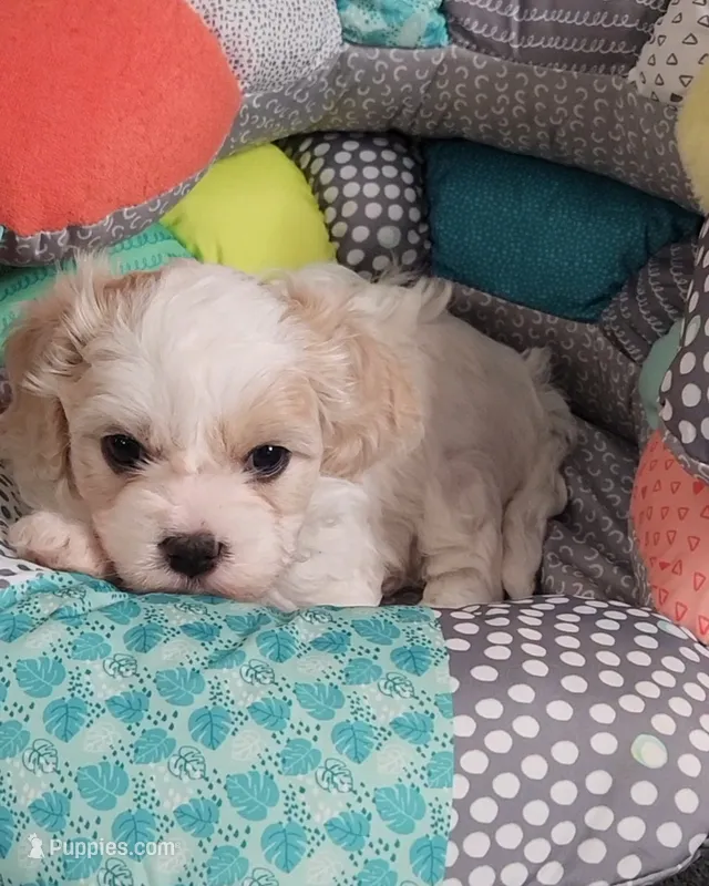 Cali – Cavalier King Charles Spaniel, Cavachon puppy for sale in Doon, IA
