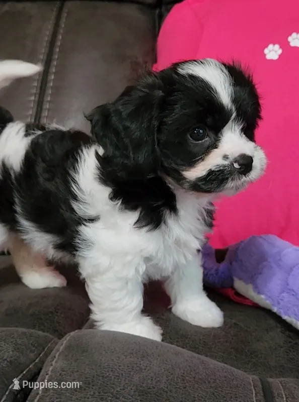 Alistair – Cavalier King Charles Spaniel, Cavachon puppy for sale in Doon, IA