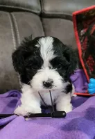 My Cookie, a female Cavalier King Charles Spaniel and Cavachon for sale in Doon, IA – 3 of 5
