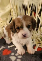 CEDER, a male Cavalier King Charles Spaniel and Cavachon for sale in Doon, IA – 4 of 6